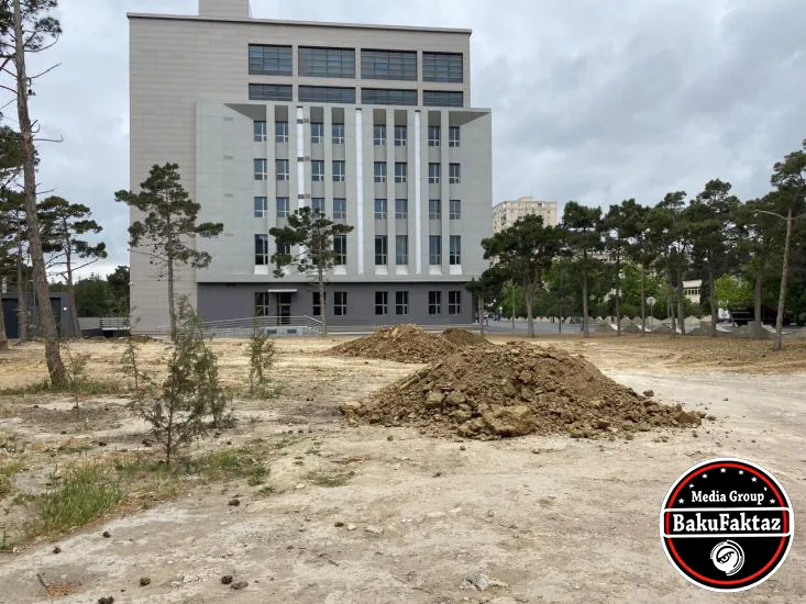 Binəqədidə ağaclar kəsildi, Dövlət Ekoloji Təhlükəsizlik Xidməti tədbir gördü - FOTO